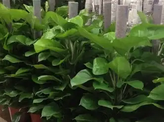 战术攻略📌暗区突围满编困扰队伍搭配全解析