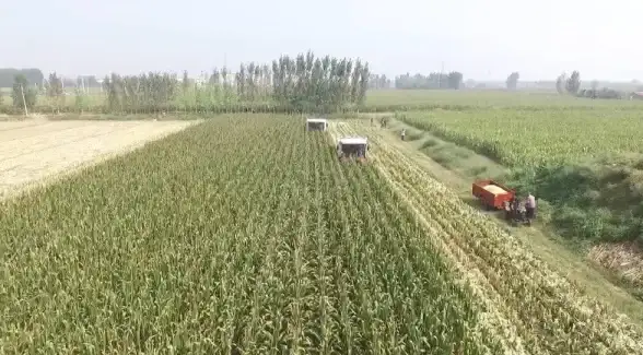 聚焦服务器安全—抓鸡操作内幕全解析⚡流量监控警示来袭｜网络安全防护提示