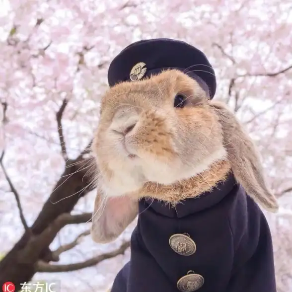 新风向·实用宝典｜安卓用户必看：安全下载Instagram全攻略【社交安全贴士】