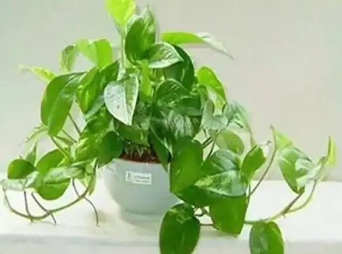 策略秘籍🌿冒险挑战 植物大战僵尸抽卡版7-2关卡详解与技巧分享