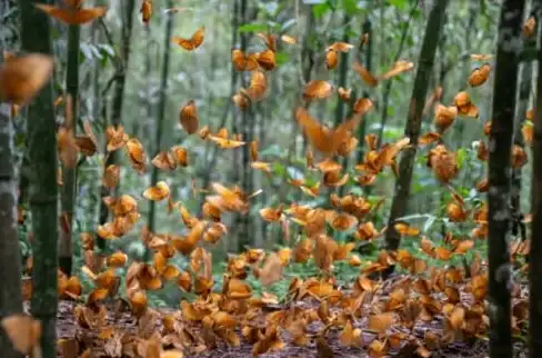 蝴蝶🦋羽化奥秘：羽化是什么意思，揭秘蝴蝶蜕变的神奇变化与科学原理