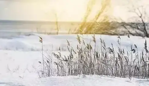 雪景揭秘⚡古风赏析⚡大自然密码 从“荔挺出”看古人笔下大雪三候变化