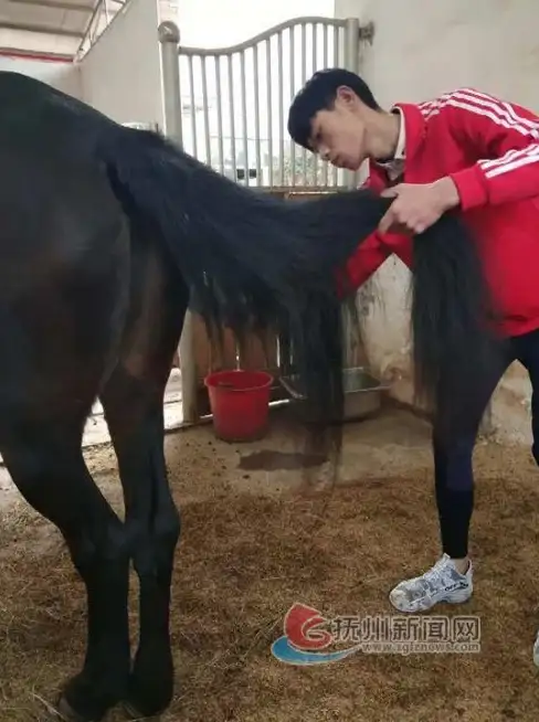 🔹高效攻略🔹顶尖装备🔹实用技巧 梦幻模拟战银骑超强提升全攻略！