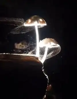 🔍震撼揭秘★跃出水面的鲨鱼竟然拥有这些超强神技！海洋奇观揭秘
