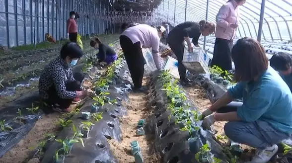 攻略·技巧·效率 植物大战僵尸杂交版第48关极速通关与资源全面优化指南