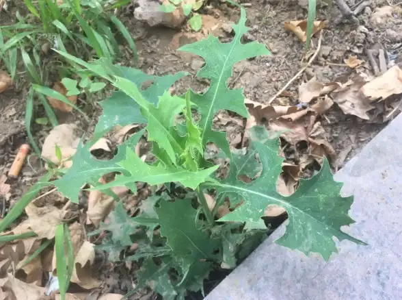 种植攻略●高效秘籍●快速完成 心动小镇施肥委托必看技巧详解