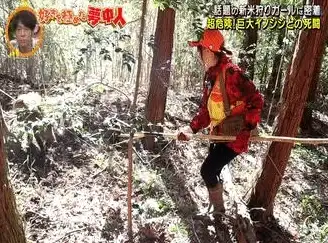 游戏攻略🔥职业推荐 野猪在DNF中哪个职业最强势揭秘