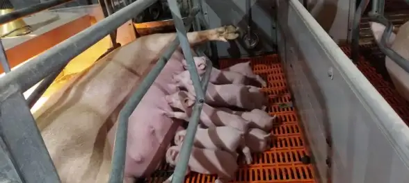 数据库问题|错误解决 解决方法：创建数据库时遇到262错误怎么办？创建数据库出现262错误