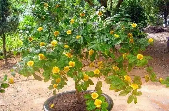 🔥攻略秘籍🔥植物大战僵尸2🔥珍稀肥料高效获取与实用技巧大全