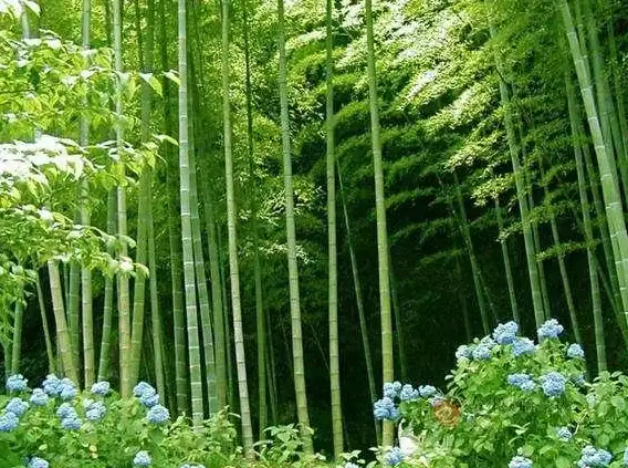 速递｜高分亮点词盘点！写作提分必备】英语常见紫色词汇全指南—教育专栏