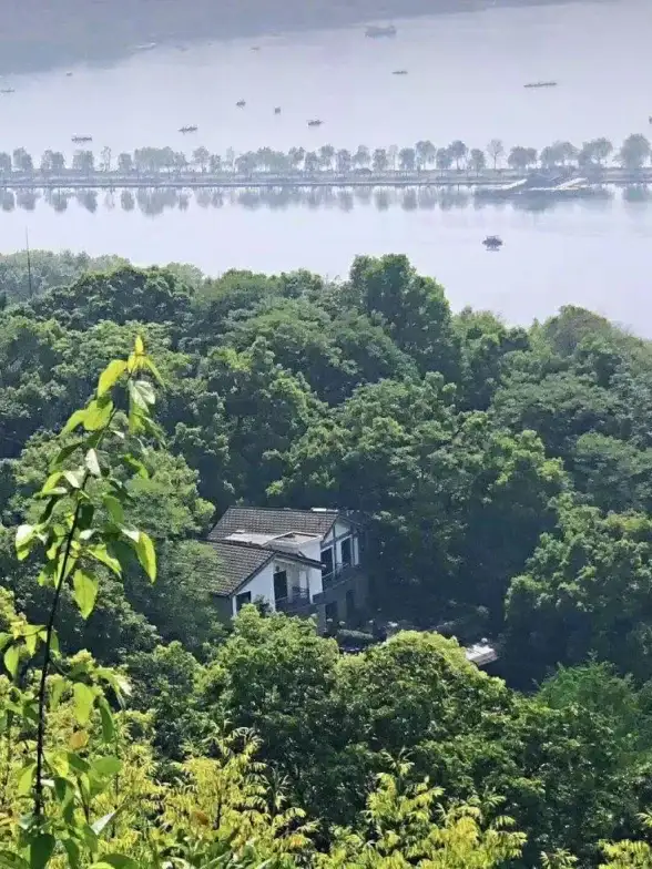 ✨茶叶盛宴✨采摘秘籍✨龙井茶采摘黄金期全攻略，品质爆棚！