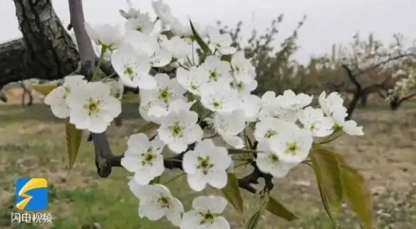 服务器托管,高性价比-高性价比棉花云国内枣庄服务器托管方案