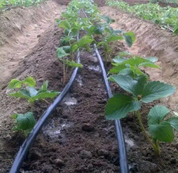 攻略✨种植技巧 温室全面提升指南详解