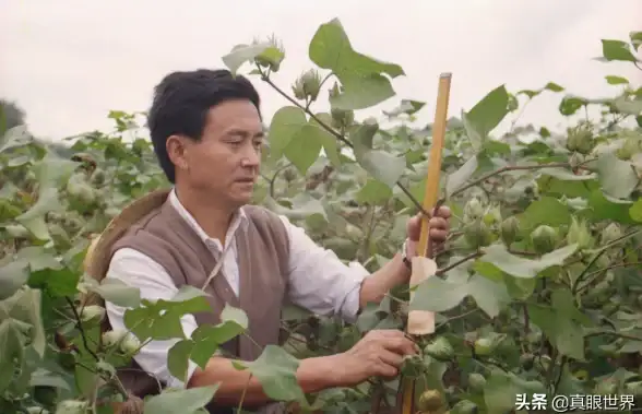 云服务,国际带宽-棉花云四川绵阳国际线路可用性一览