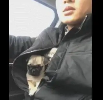 热门爆款 皮肤测评 性价比解析 和平精英》小狗蛇点点皮肤最低价大揭秘！