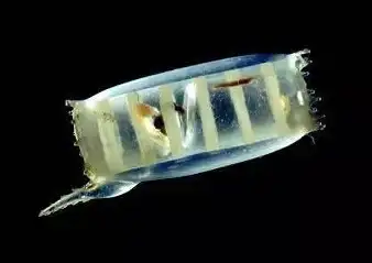 艺术创意●神秘海洋●奇趣生物 揭开果冻状透明生物的惊艳生活与生存秘诀！