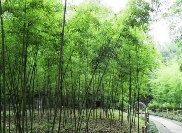 生态探秘 捕捉技巧 实用攻略｜心动小镇白斑尾梳蜂高效捕获全指南