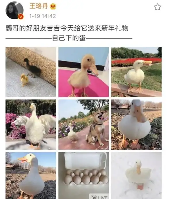 策略秘籍●技能解析●养成攻略 潜心探秘《洛克王国》鸭吉吉完美搭配技巧！