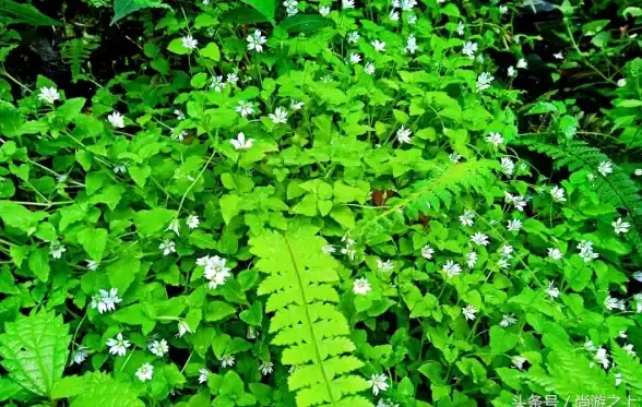妙笔江山【秘境】特色玩法详解