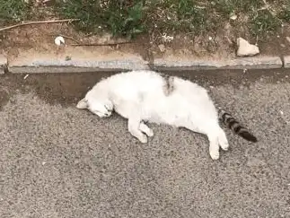 星回手游预约入口推荐