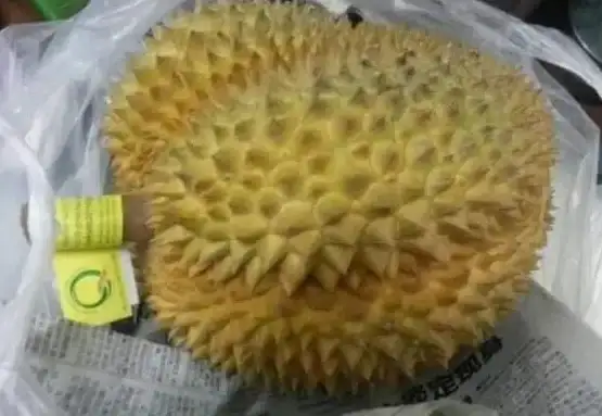 榴莲🍈成熟判断 营养健康 榴莲果皮发黄真相与正确识别方法揭秘