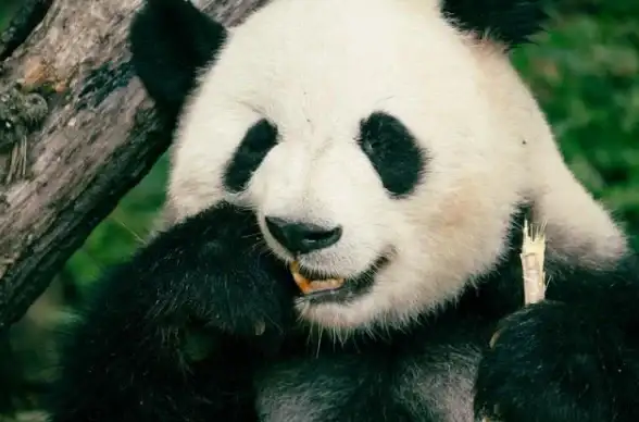 动物园之星收益提升 动物园之星赚钱途径解析