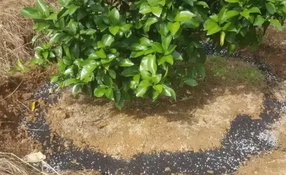 🔥超值攻略｜心动小镇施肥委托隐藏奖励大揭秘，最佳肥料选择推荐！