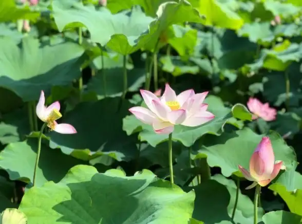 策略秘籍★资源解析★高效玩法 文明7》地块产出机制深度剖析与超强优化技巧宝典