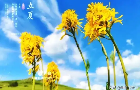 梦想桃源宠物经验果获得途径与实用心得全解