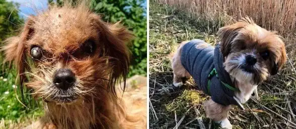 热门爆款 猫咪控必看 互动升级 爆炒江湖猫咪天堂全揭秘，丰富猫种大盘点！