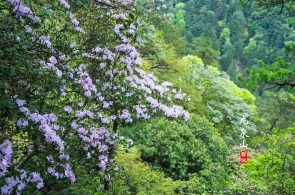江湖秘境 龙泉镇宝箱全解析 开箱技巧大揭秘，烟雨玩家必看！