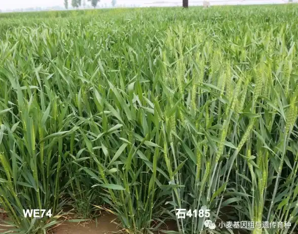 植物大战僵尸杂交版挑战模式第74关植物搭配与阵容推荐