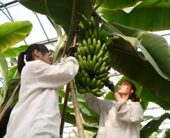 游戏攻略🔥模拟江湖任务流程详解与高效实用技巧分享