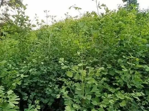 云计算,网络性能-湖北十堰云主机稳定性与三大运营商对比分析