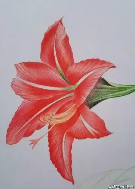 绘画入门🌸花卉🎨零基础也能画好花，快速掌握花的绘画方法与技巧