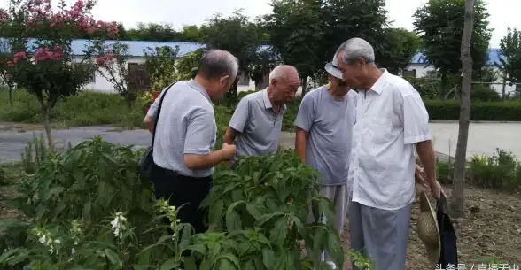 策略指导 高能挑战 最强阵容 植物大战僵尸杂交版第63关完美通关技巧详解！