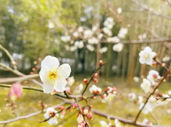 壁纸美学✨桌面焕新术：打造个性化电脑壁纸，彰显你的独特品味