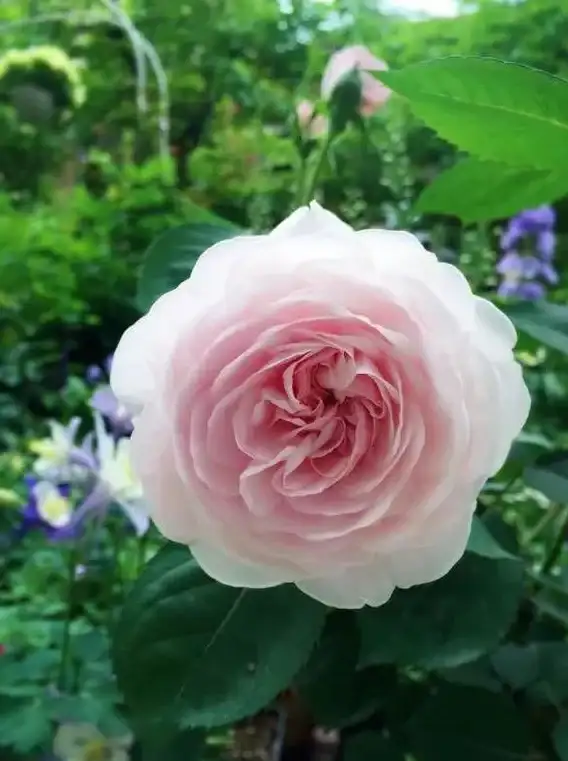 植物大战僵尸杂交版第43关高效挑战技巧详解