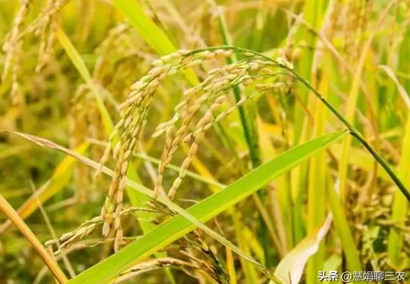 植物大战僵尸杂交版第43关高效挑战技巧详解