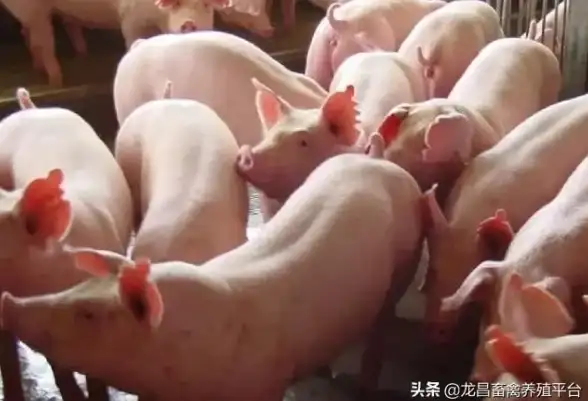 安全保障|信息防护 安全运营中心真的可以免费使用吗？深入解析其背后的成本与服务模式