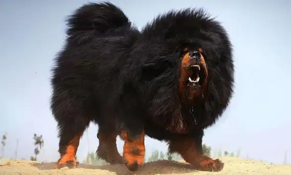 区块链▪热门币▪揭秘 犬狗币发行时间全解析及创始团队超强背景揭秘