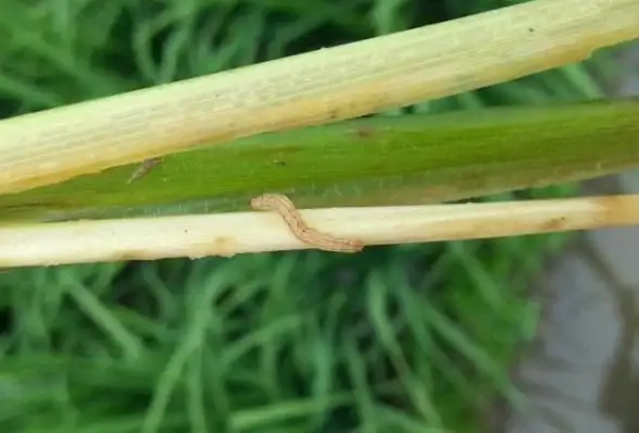王者荣耀游戏好友数量限制解析