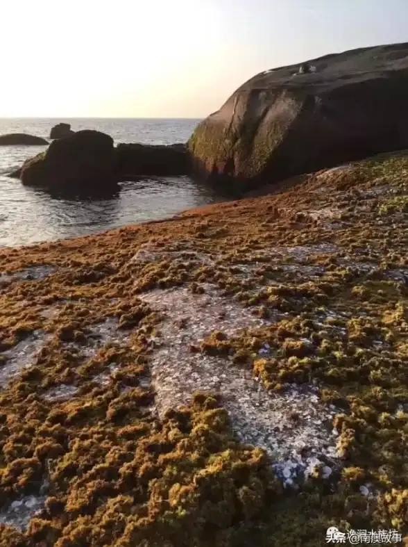 🌊生态力量▪珍稀物种▪海洋守护｜揭秘我国独有紫菜的海洋生态角色解析