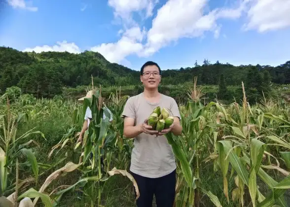 🌟新手必看🌟丰收之路新人开局全攻略：城市探索+高效发展秘诀揭秘！